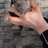 Staffordshire bull terrier