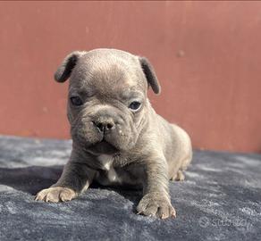 Bulldog francese blu merle