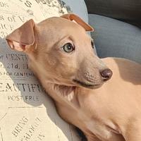 Cuccioli di piccolo levriero italiano