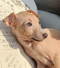 Cuccioli di piccolo levriero italiano