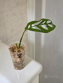 Monstera Esqueleto - Talea 2