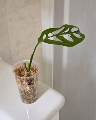 Monstera Esqueleto - Talea 2