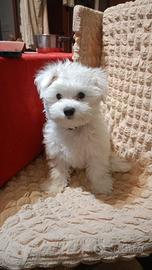 Cucciolo di Maltese