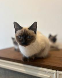 Gatti Siamesi - 10 mesi - Trieste