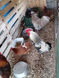 Morosità/ razza Nana