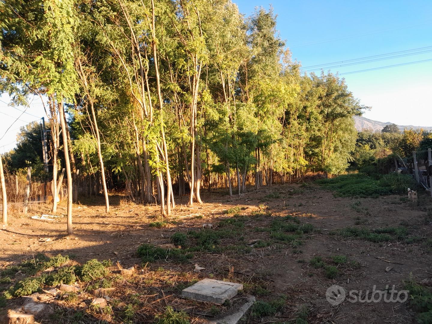 Terreno di 5700 mq con piantagione di robinia - Vista 2