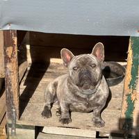 Bulldog francese maschio di 15 mesi