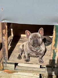 Bulldog francese maschio di 15 mesi