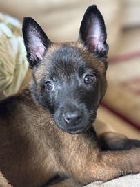 Pastore belga ?? malinois