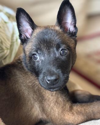 Pastore belga ?? malinois