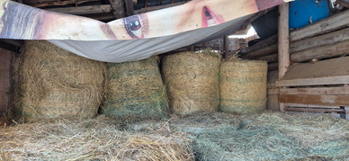 Fieno di qualità