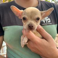 Cucciolo di Chihuahua maschio - 3mesi