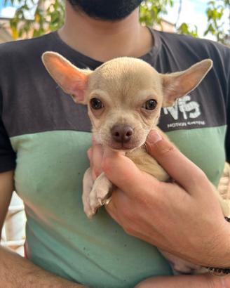 Cucciolo di Chihuahua maschio - 3mesi