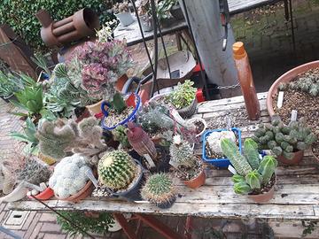 collezzione di succulente bellissime