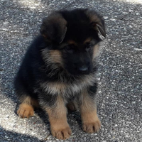 Cuccioli di Pastore Tedesco