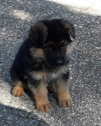 Cuccioli di Pastore Tedesco