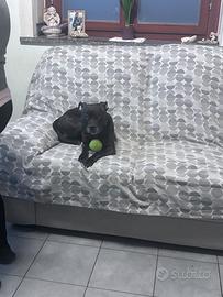 Femmina di Staffy per accoppiamento