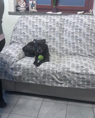 Femmina di Staffy per accoppiamento