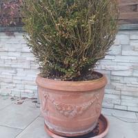 Vaso conca in terracotta d. 50 cm artigianale