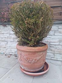 Vaso conca in terracotta d. 50 cm artigianale