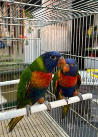 Lori arcobaleno