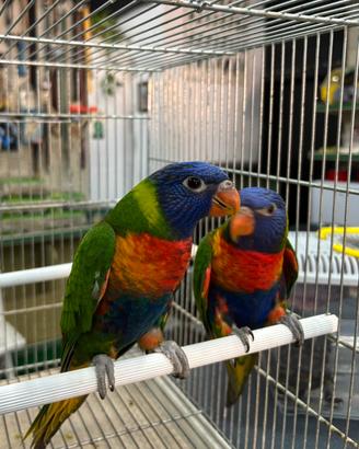 Lori arcobaleno