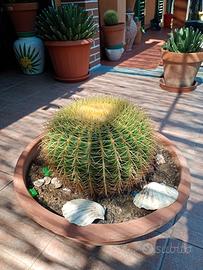pianta grassa da terrazzo  o giardino 