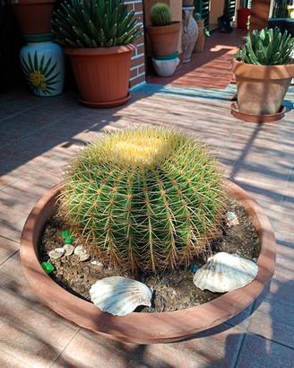 pianta grassa da terrazzo  o giardino 
