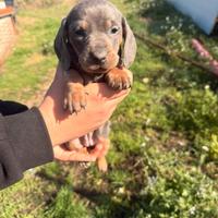 Cuccioli di bassotto color blu