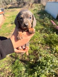 Cuccioli di bassotto color blu