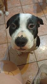 Amstaff femmina 1 anno