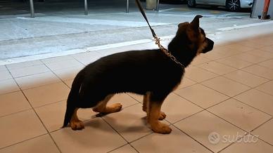 Pastore tedesco maschio