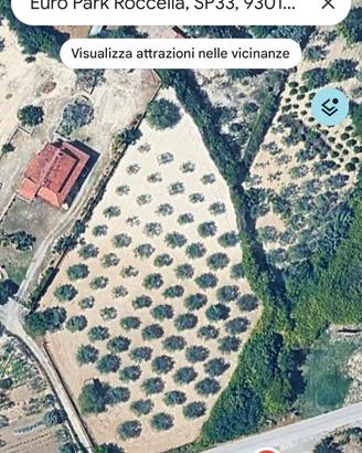80 piante ulivo alta resa. Poca spesa di gestione