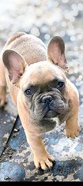 Bulldog francese maschietti