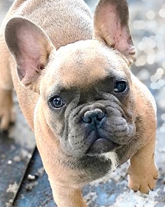 Bulldog francese maschietti
