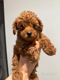 Barboncini Red Toy Maschi Enci