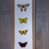 quadro insetti, scatola entomologica, cassetta