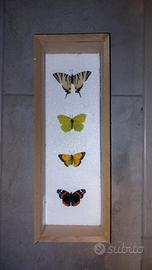 quadro insetti, scatola entomologica, cassetta