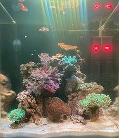 Acquario completo