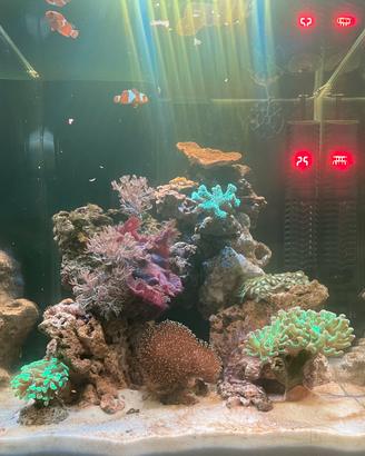 Acquario nanoreef
