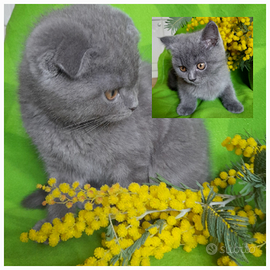 Cuccioli Scottish fold e Scottish straight