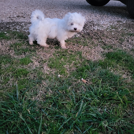 Maltese toy cuccioli una femmina