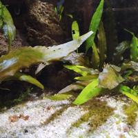 Cryptocoryne Wendtii pianta per acquario 