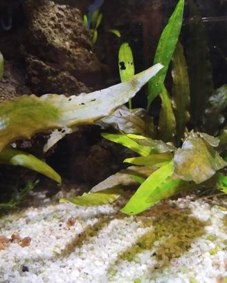 Cryptocoryne Wendtii pianta per acquario 