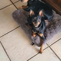 Pinscher Nano Zwergpinscher