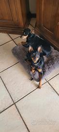 Pinscher Nano Zwergpinscher