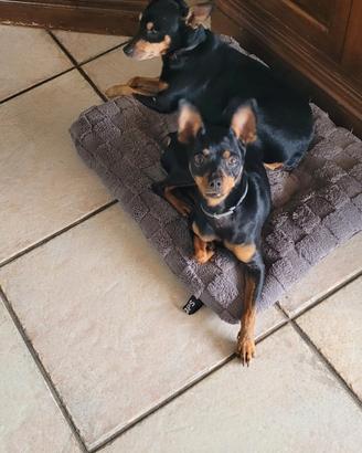 Pinscher Nano Zwergpinscher