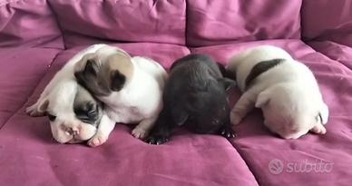 Cuccioli bulldog francese