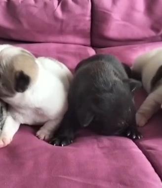 Cuccioli bulldog francese