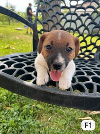 Cucciola Jack Russell Terrier